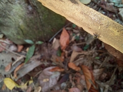 Kalcerrytus