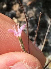 Stephanomeria tenuifolia