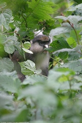 Cercopithecus ascanius schmidti