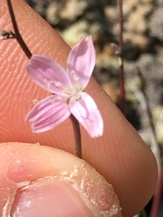 Stephanomeria tenuifolia