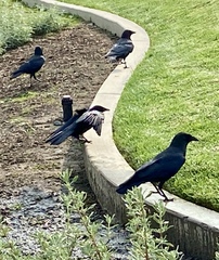 Corvus brachyrhynchos