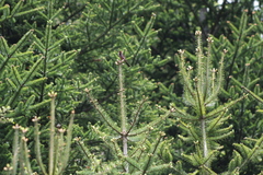 Carpodacus verreauxii