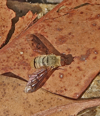 Neodiplocampta