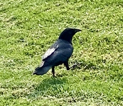 Corvus brachyrhynchos