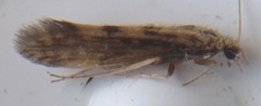 Agraylea multipunctata