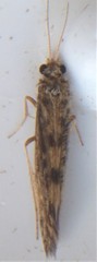 Agraylea multipunctata