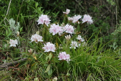 Rhododendron davidsonianum