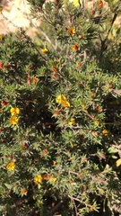 Pultenaea tenuifolia
