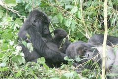 Gorilla beringei beringei