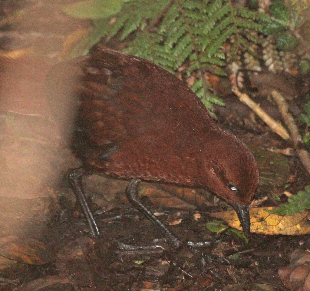 Chestnut Forest Rail