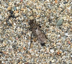 Lasiopogon puyallupi