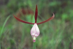 Cleistesiopsis