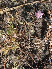 Stephanomeria tenuifolia
