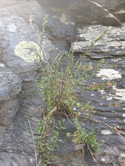 Samolus repens strictus