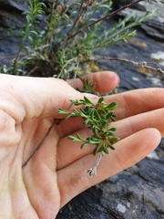 Samolus repens strictus