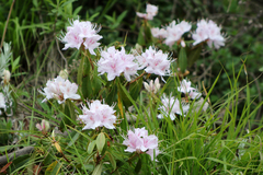 Rhododendron davidsonianum