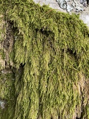 Hypnum cupressiforme filiforme