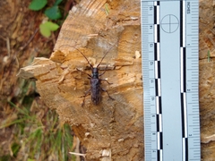 Monochamus maculosus