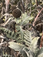 Tanacetum bipinnatum