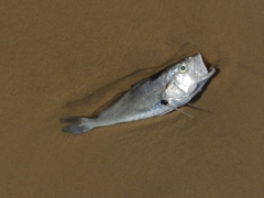 Plagioscion squamosissimus