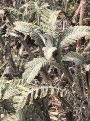 Tanacetum bipinnatum