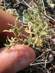 Stephanomeria tenuifolia