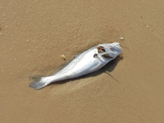 Plagioscion squamosissimus