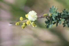 Acacia mitchellii