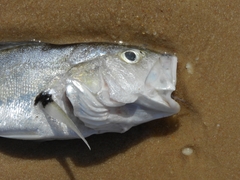 Plagioscion squamosissimus
