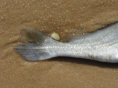 Plagioscion squamosissimus