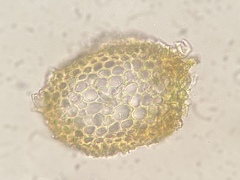 Hypnum cupressiforme filiforme