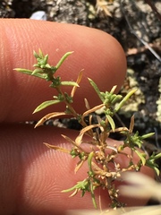 Stephanomeria tenuifolia