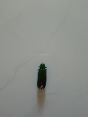 Chrysochroa fulminans