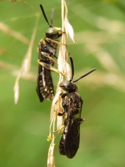 Protandrena andrenoides