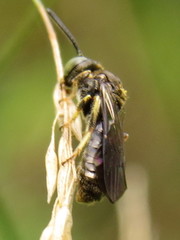 Protandrena andrenoides