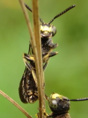 Protandrena andrenoides