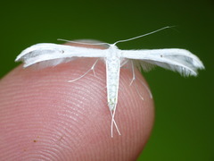 Pterophorus monospilalis