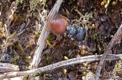 Meranoplus diversus