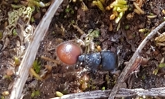 Meranoplus diversus