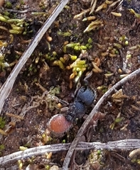 Meranoplus diversus