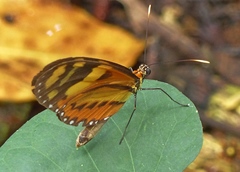 Mechanitis lysimnia nesaea