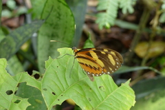 Mechanitis lysimnia nesaea