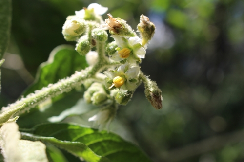 Image of Solanum Umbellatum (Solanum umbellatum) by no rights reserved