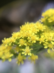 Solidago spectabilis