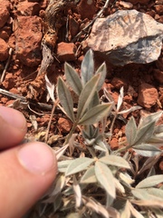Astragalus tridactylicus