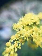 Solidago spectabilis