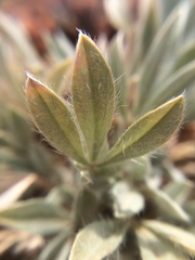 Astragalus tridactylicus