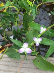 Murdannia keisak