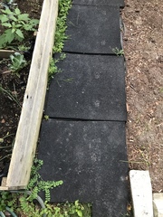 Vulpes vulpes fulvus