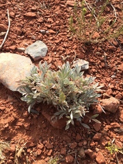 Astragalus tridactylicus